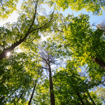The translation of "Baumkrone" from German to Italian is "chioma dell'albero.