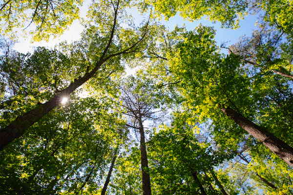 The translation of "Baumkrone" from German to Italian is "chioma dell'albero.