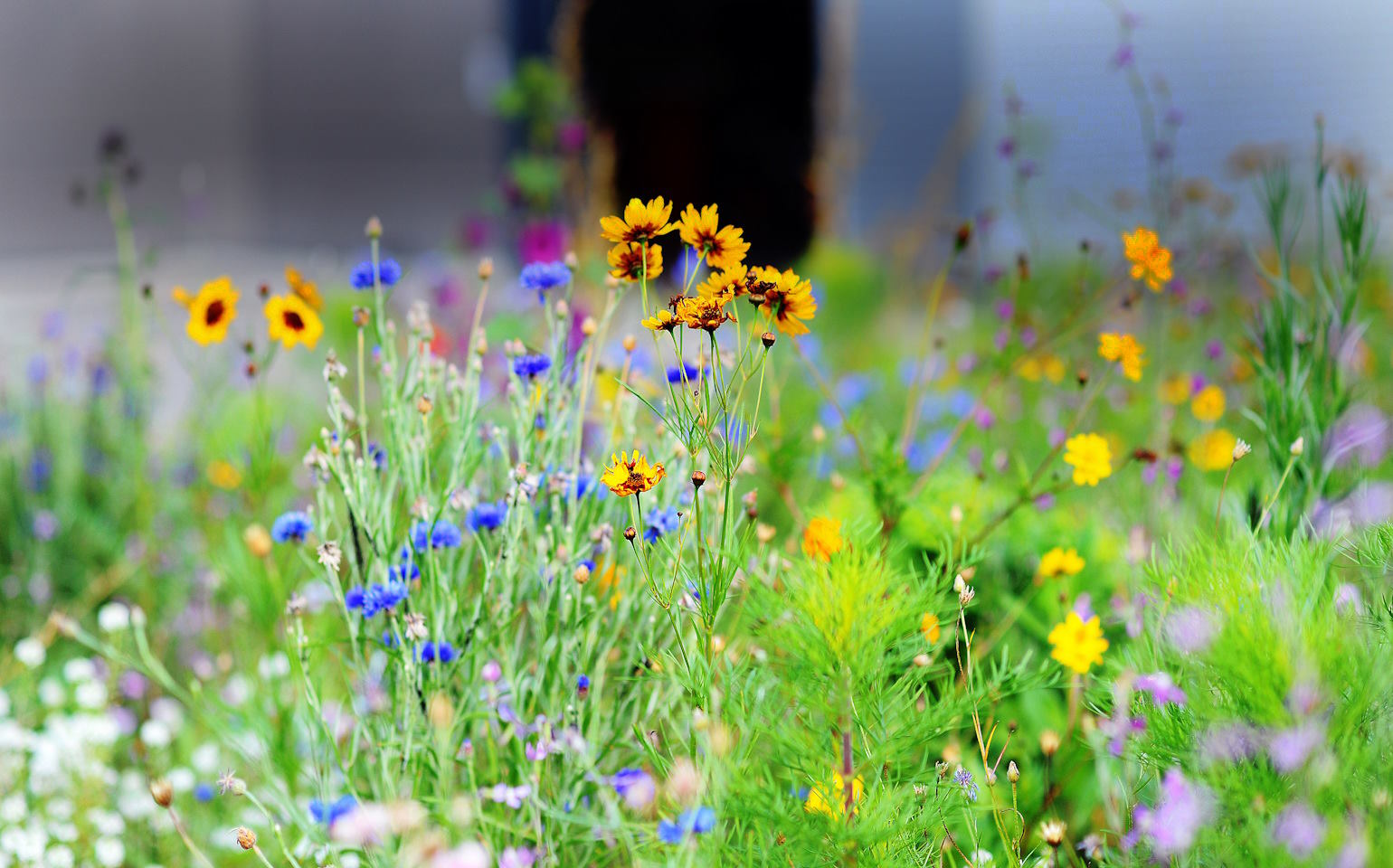 Wildblumenwiese auf HERMA Gelände