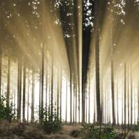Nadelwald mit Sonnenstrahlen. Aus solchen Wäldern kommt der Rohstoff für FSC-zertifizierte HERMA Etiketten.