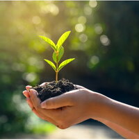 The translation of "Pflanze in Hand Kachel" from German to Italian is "Pianta in mano, piastrella." 

If you need further context or adjustments, please let me know!